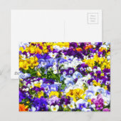 Carte Postale Pansies (Devant / Derrière)