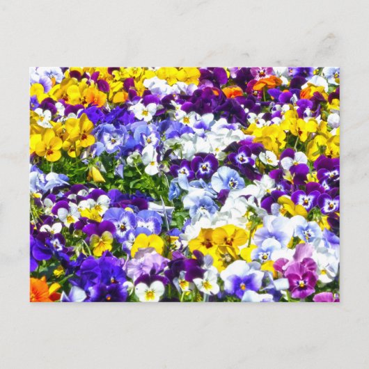 Carte Postale Pansies (Devant)