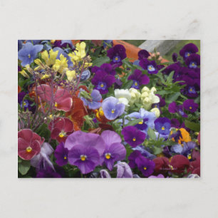 Carte Postale Pansies dans une brouette