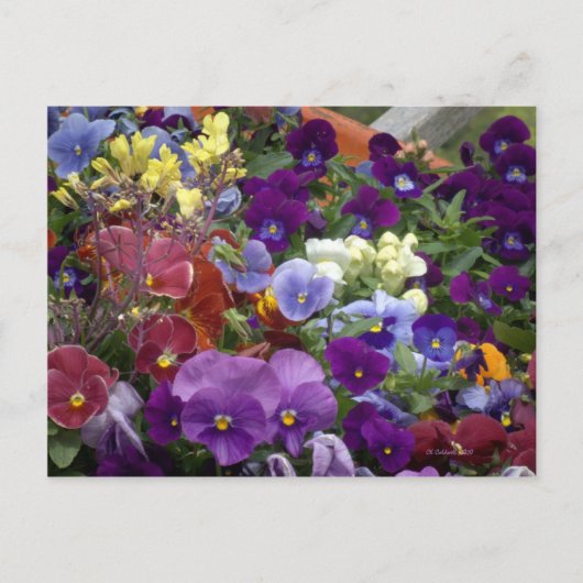 Carte Postale Pansies dans une brouette (Devant)
