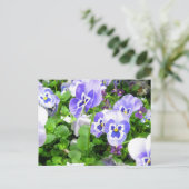 Carte Postale Pansies de mars (Debout devant)