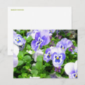 Carte Postale Pansies de mars (Devant / Derrière)