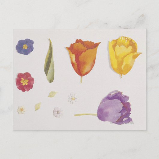 Carte Postale Pansies et tulipes (Devant)