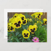 Carte Postale Pansies jaunes (Devant / Derrière)