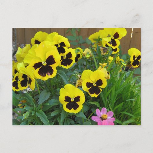 Carte Postale Pansies jaunes (Devant)