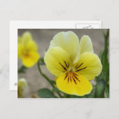 Carte postale Pansies Jaunes (Devant / Derrière)