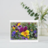 Carte Postale Pansies lumineuses (Debout devant)