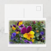 Carte Postale Pansies lumineuses (Devant / Derrière)