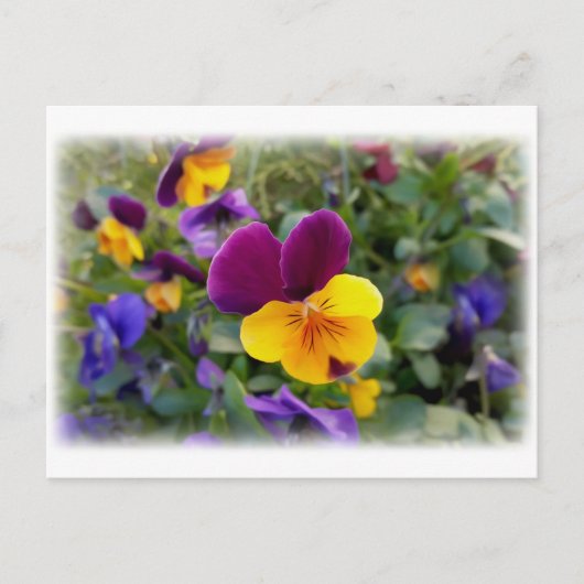 Carte Postale Pansies lumineuses (Devant)