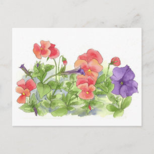 Carte Postale Pansies rouges Pétunias violet Aquarelle Fleurs