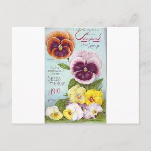 Carte Postale Pansies vintages (Devant)
