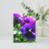 Carte Postale Pansies violettes (Debout devant)