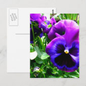 Carte Postale Pansies violettes (Devant / Derrière)