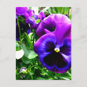 Carte Postale Pansies violettes