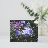 Carte Postale Pansies violettes timides (Debout devant)
