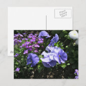 Carte Postale Pansies violettes timides (Devant / Derrière)