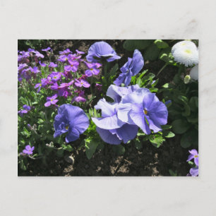 Carte Postale Pansies violettes timides
