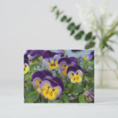 Carte postale Pansy (Debout devant)