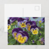 Carte postale Pansy (Devant / Derrière)