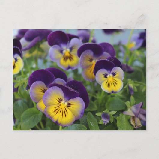 Carte postale Pansy (Devant)