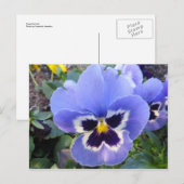 Carte Postale Pansy (Devant / Derrière)