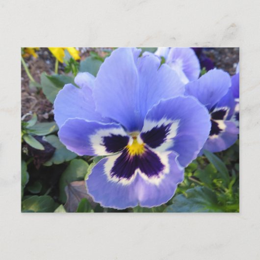 Carte Postale Pansy (Devant)