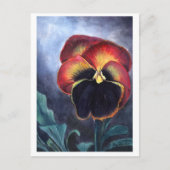 Carte postale Pansy (Devant)