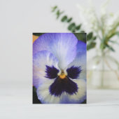 Carte Postale Pansy (Debout devant)