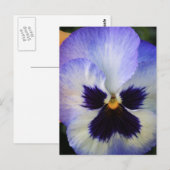 Carte Postale Pansy (Devant / Derrière)