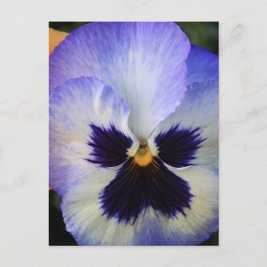 Carte Postale Pansy (Devant)