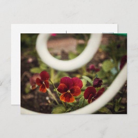 Carte postale Pansy (Devant / Derrière)