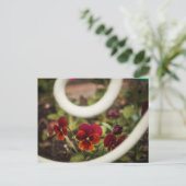 Carte postale Pansy (Debout devant)