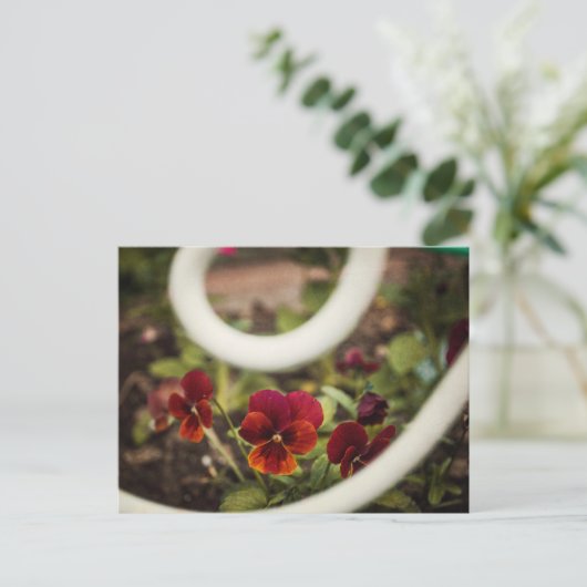 Carte postale Pansy (Debout devant)