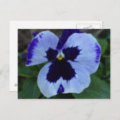 Carte postale Pansy Bloom (Devant / Derrière)
