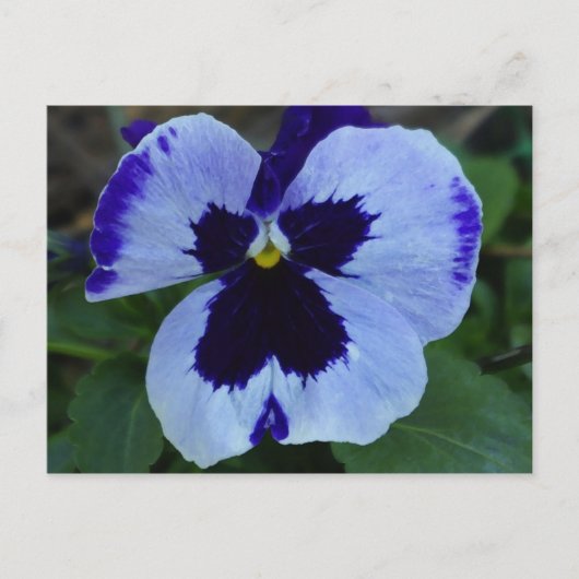 Carte postale Pansy Bloom (Devant)