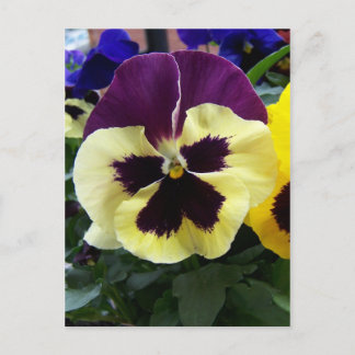 Carte Postale Pansy coloré