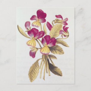 Carte Postale Pansy, de 'La Guirlande de Julie', c.1642