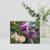 Carte postale Pansy et Friends (Debout devant)