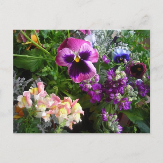 Carte postale Pansy et Friends (Devant)