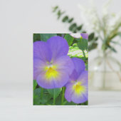 Carte postale Pansy Facile (Debout devant)