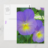 Carte postale Pansy Facile (Devant / Derrière)