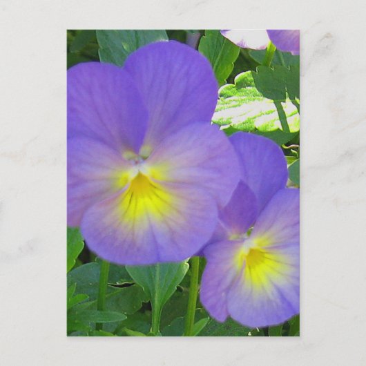 Carte postale Pansy Facile (Devant)