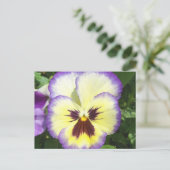 Carte postale Pansy Flower Pictures (Debout devant)