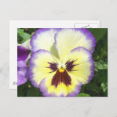 Carte postale Pansy Flower Pictures (Devant / Derrière)