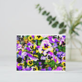 Carte Postale pansy flowers (Debout devant)