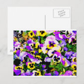 Carte Postale pansy flowers (Devant / Derrière)