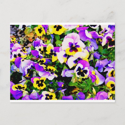 Carte Postale pansy flowers (Devant)