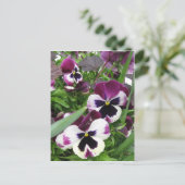 Carte postale Pansy Garden (Debout devant)