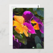 Carte postale Pansy orange et violet (Devant / Derrière)