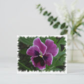 Carte postale Pansy Pictures (Debout devant)